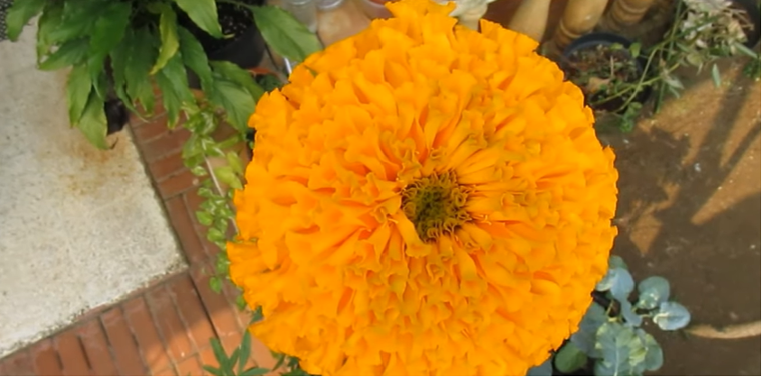 plants that help bees and butterflies