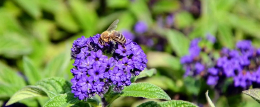 plants that help bees and butterflies