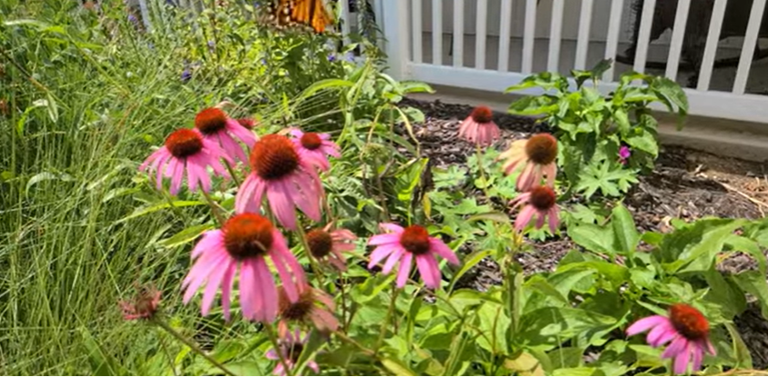 plants that help bees and butterflies