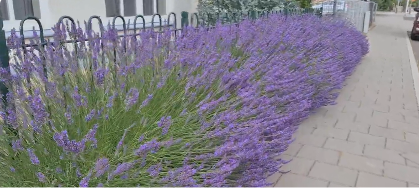 plants that help bees and butterflies