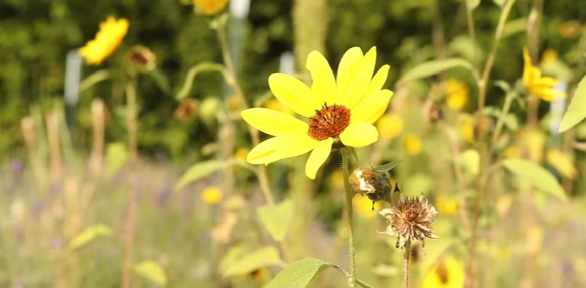 plants that help bees and butterflies