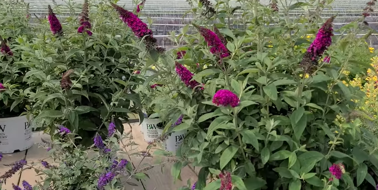 plants that help bees and butterflies