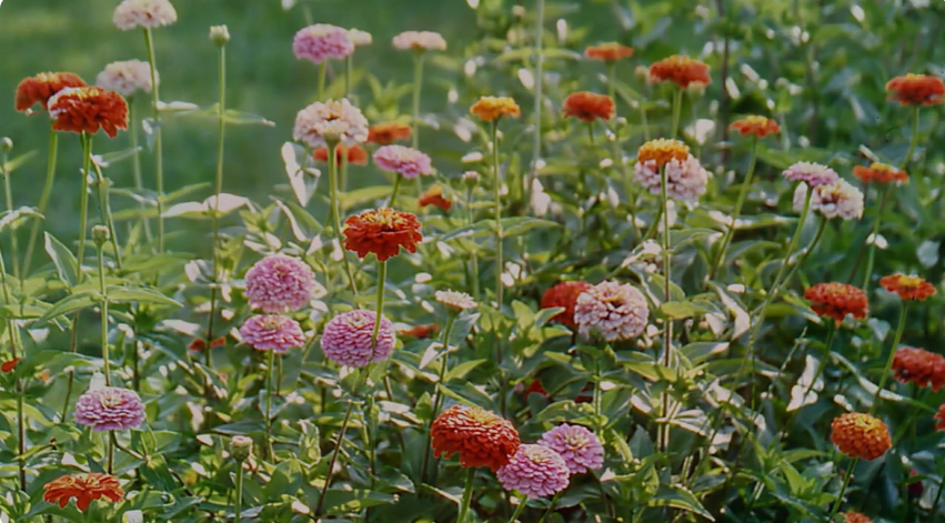 plants that help bees and butterflies