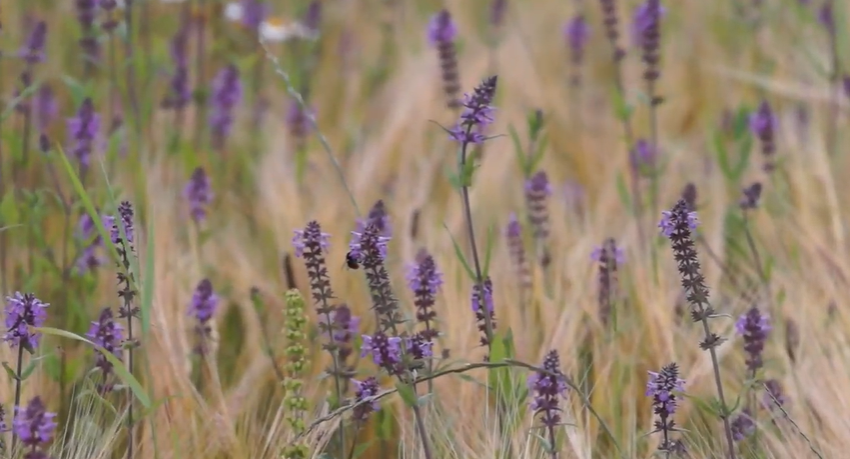 plants that help bees and butterflies