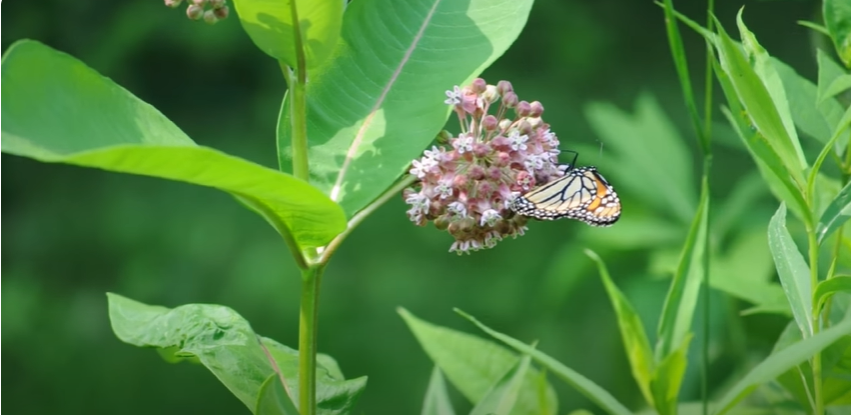 plants that help bees and butterflies