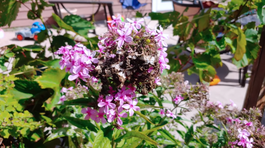 plants that help bees and butterflies